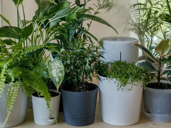 鉢と素材で世界観をつくる。「器」から始める植物スタイリングの新しい視点
