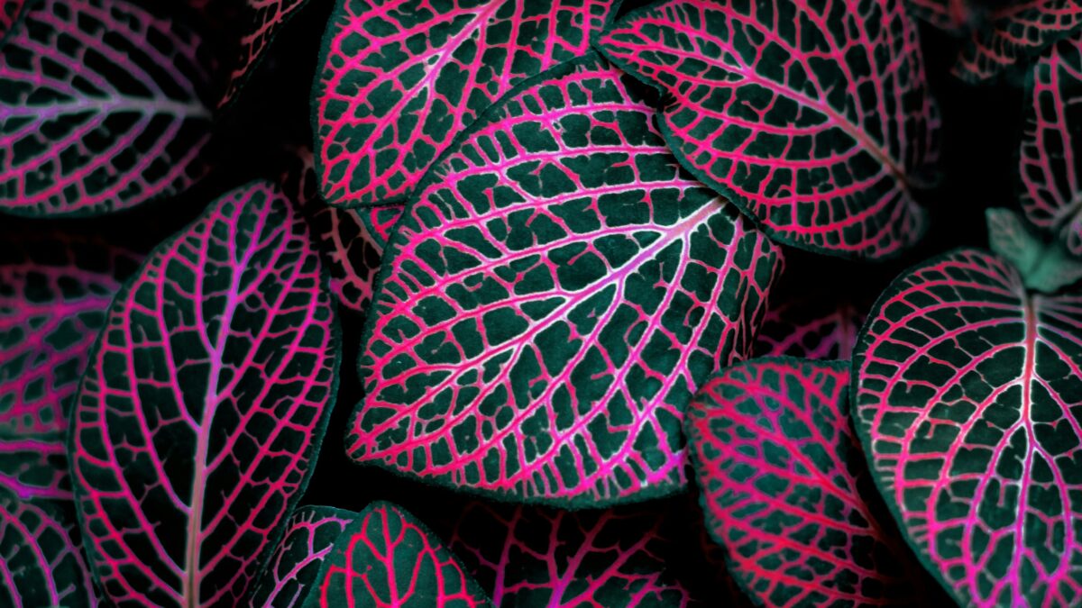 色で魅せる、植物スタイリング。葉の色彩を活かしたインテリアコーディネートの視点