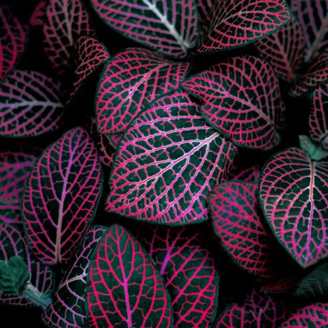 色で魅せる、植物スタイリング。葉の色彩を活かしたインテリアコーディネートの視点