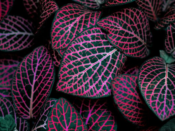 色で魅せる、植物スタイリング。葉の色彩を活かしたインテリアコーディネートの視点