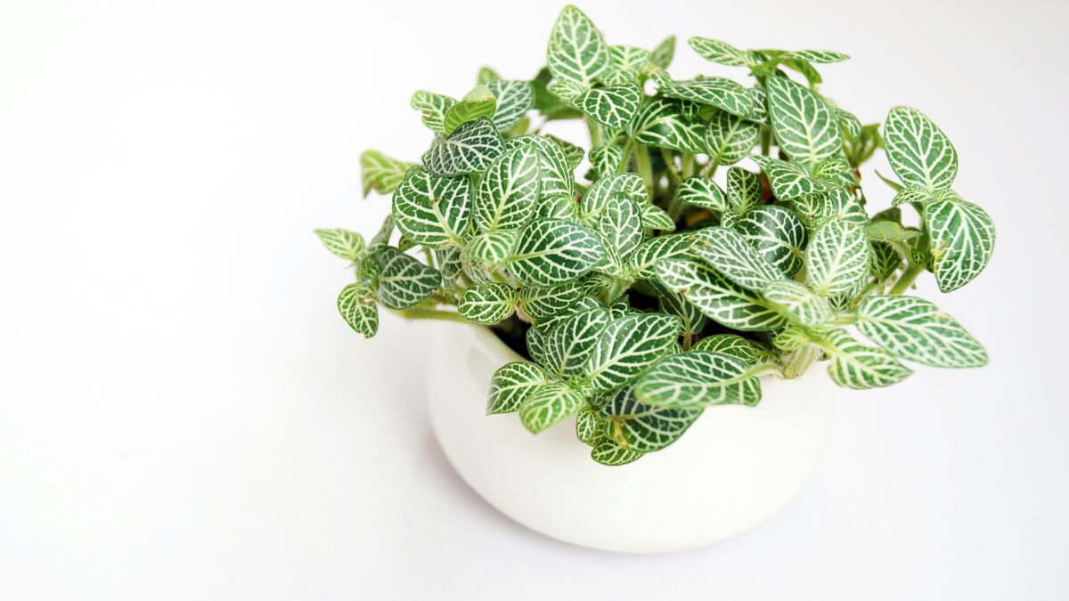 小さな植物が、部屋の空気を変える。「テーブルグリーン」という新しい選択肢