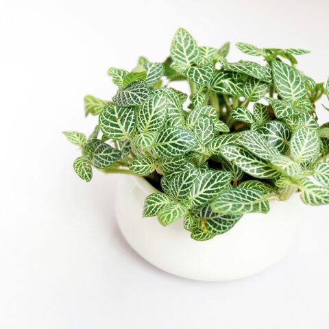 小さな植物が、部屋の空気を変える。「テーブルグリーン」という新しい選択肢