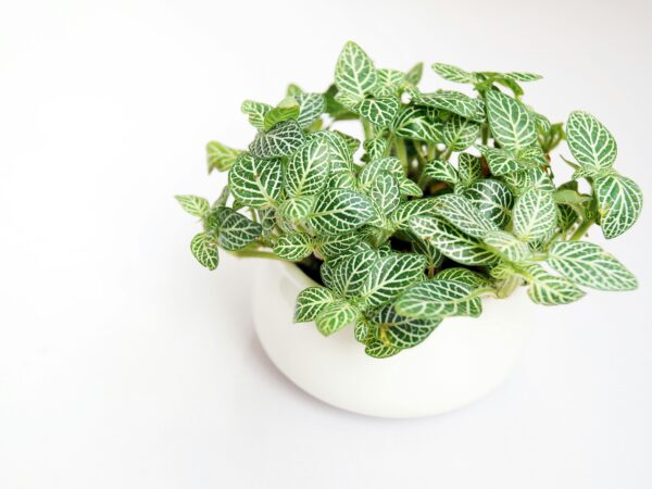 小さな植物が、部屋の空気を変える。「テーブルグリーン」という新しい選択肢