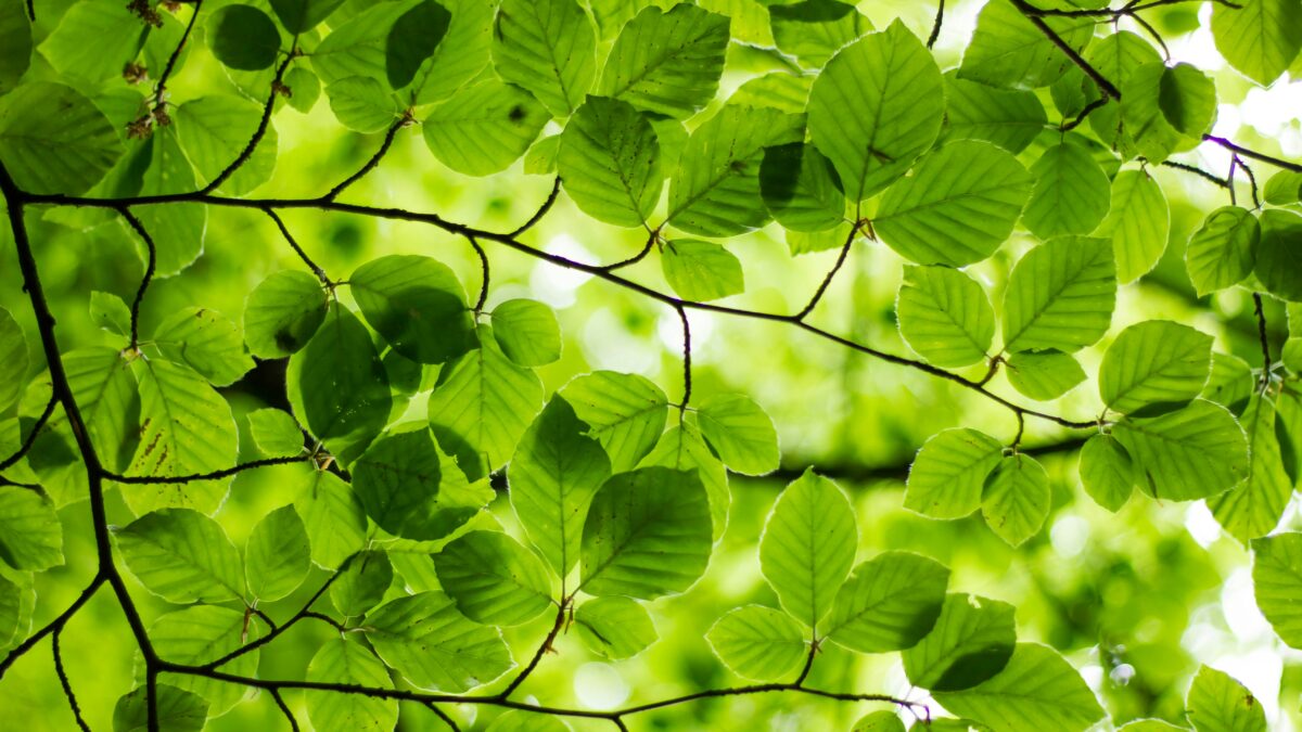 根から見直す、植物との暮らしの土台。「根・葉・茎」のサインを読み解く、初心者のための植物観察入門