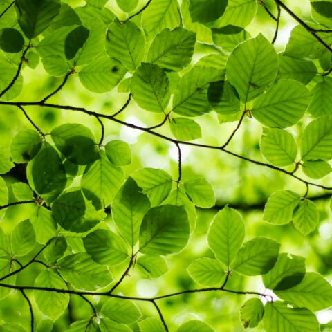 根から見直す、植物との暮らしの土台。「根・葉・茎」のサインを読み解く、初心者のための植物観察入門