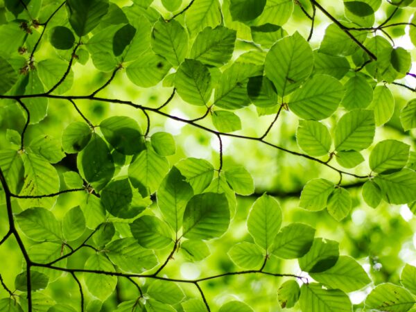根から見直す、植物との暮らしの土台。「根・葉・茎」のサインを読み解く、初心者のための植物観察入門