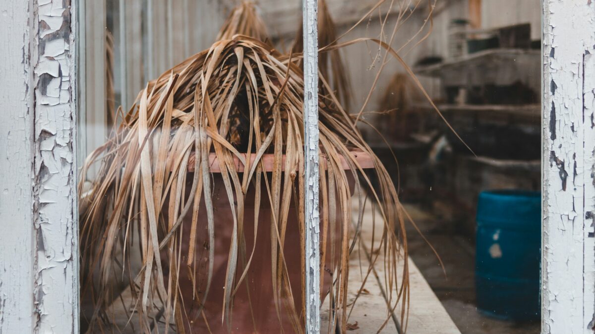 「枯らしてばかり」から抜け出す。失敗の原因を知ることから始める、観葉植物との新しいスタート