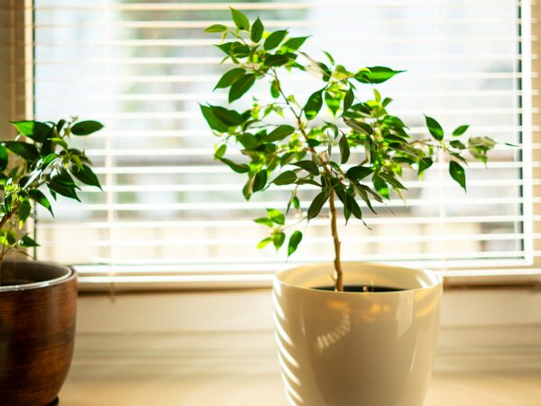 光と影で「絵になる一角」をつくる。植物スタイリング上級者が実践する、インスタ映えの本質