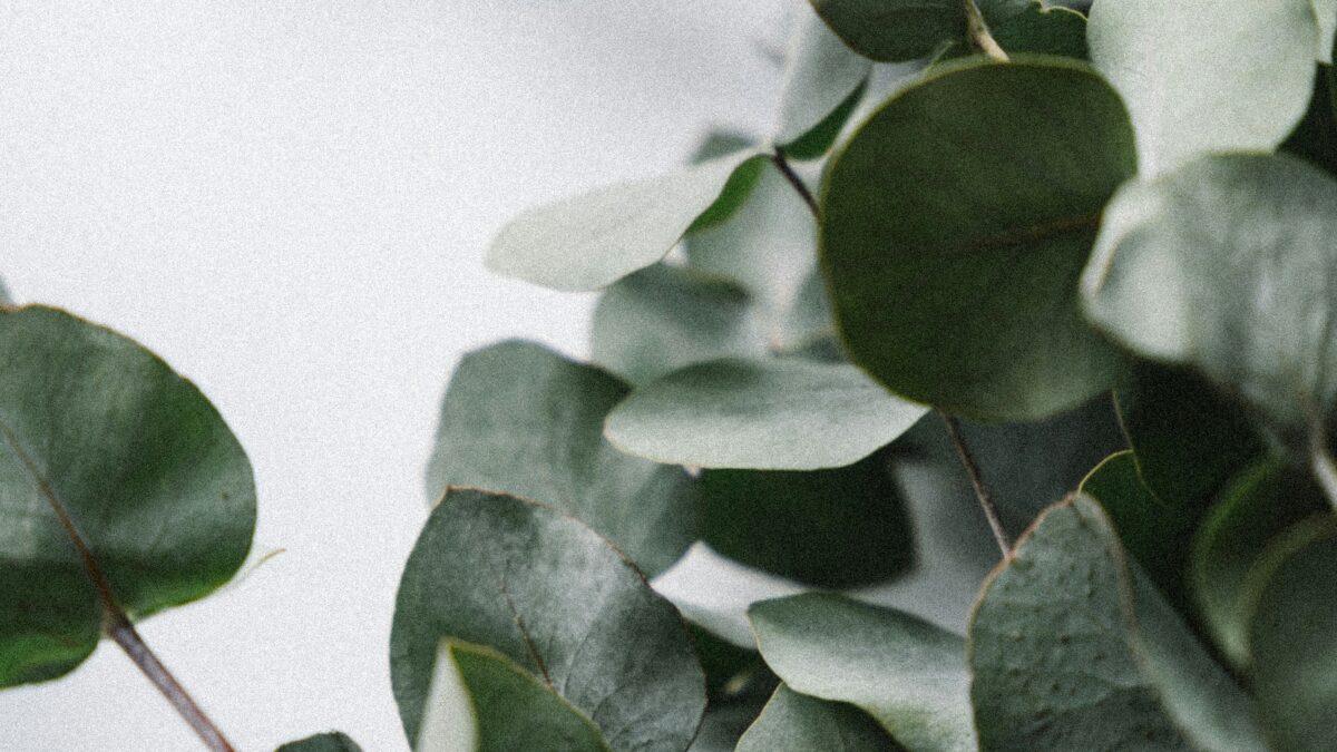 香りと緑を重ねる部屋づくり。「芳香植物」がインテリアに加える、五感へのやさしい刺激