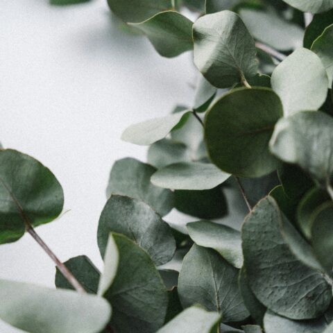 香りと緑を重ねる部屋づくり。「芳香植物」がインテリアに加える、五感へのやさしい刺激