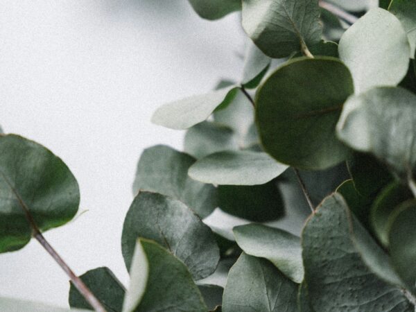 香りと緑を重ねる部屋づくり。「芳香植物」がインテリアに加える、五感へのやさしい刺激