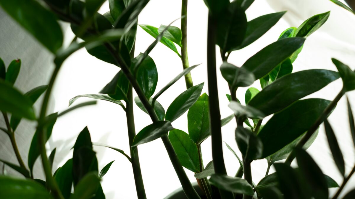はじめての観葉植物選び。「枯らさない一鉢」から始まる、光と水と置き場所の基本ガイド