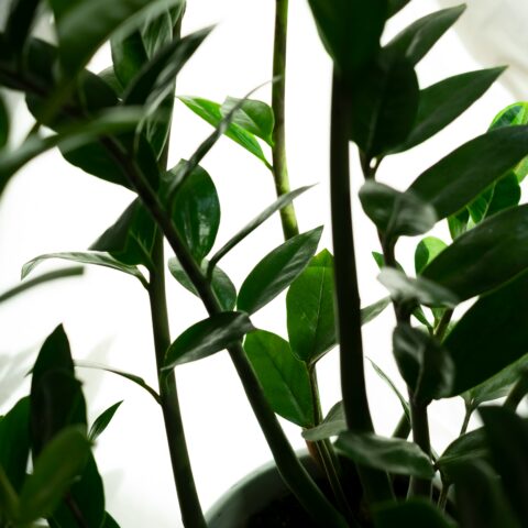 はじめての観葉植物選び。「枯らさない一鉢」から始まる、光と水と置き場所の基本ガイド