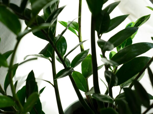 はじめての観葉植物選び。「枯らさない一鉢」から始まる、光と水と置き場所の基本ガイド