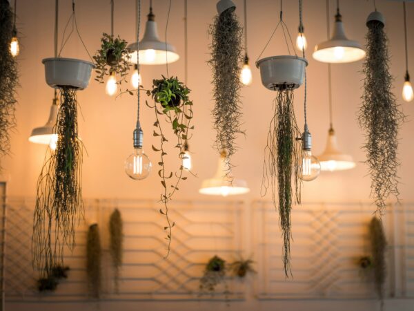 光と影を「撮る」技術。植物スタイリングを写真で完成させる、ライティング&背景設計入門