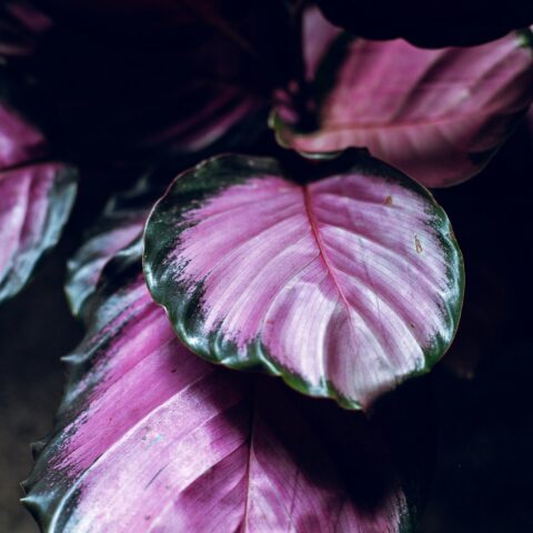 カラテア・オルビフォリアと暮らす。「銀緑の円葉」が日本の部屋に静かに広げる、南米の森の空気と育て方の全ガイド