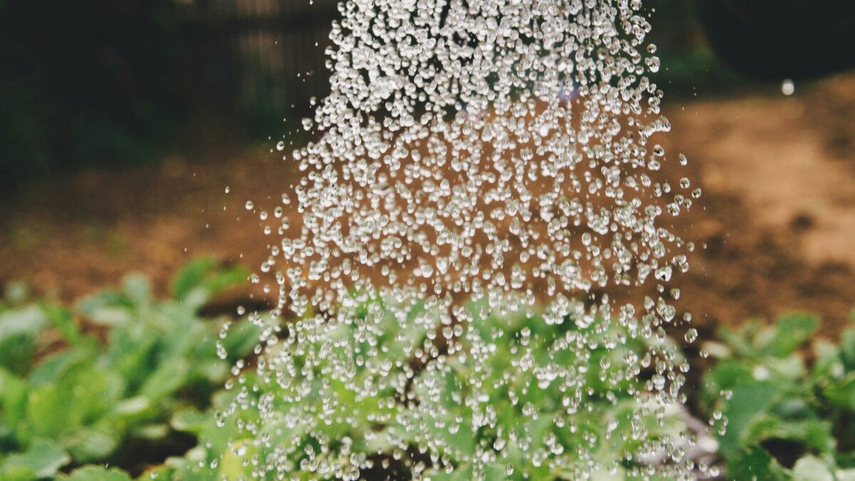 「季節で変わる水やり」を知る。はじめての観葉植物生活で最初につまずく「水の加減」を、春夏秋冬から学ぶ入門ガイド