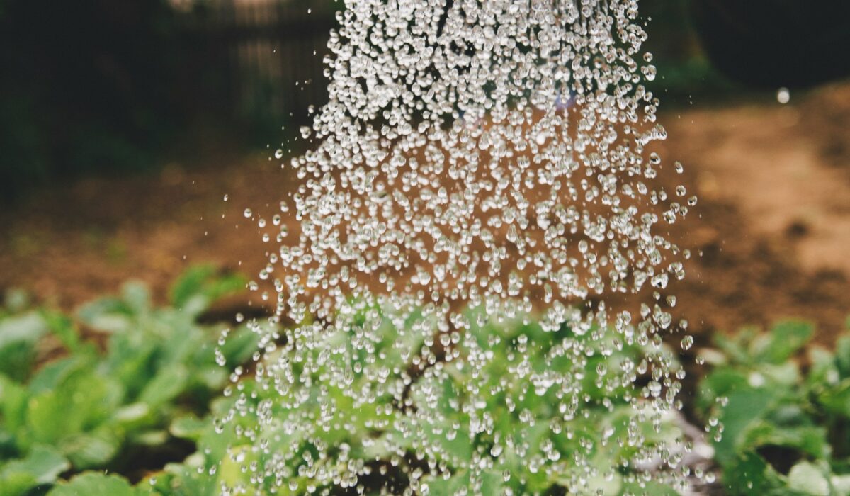 「季節で変わる水やり」を知る。はじめての観葉植物生活で最初につまずく「水の加減」を、春夏秋冬から学ぶ入門ガイド