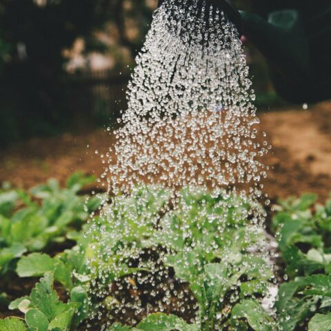「季節で変わる水やり」を知る。はじめての観葉植物生活で最初につまずく「水の加減」を、春夏秋冬から学ぶ入門ガイド