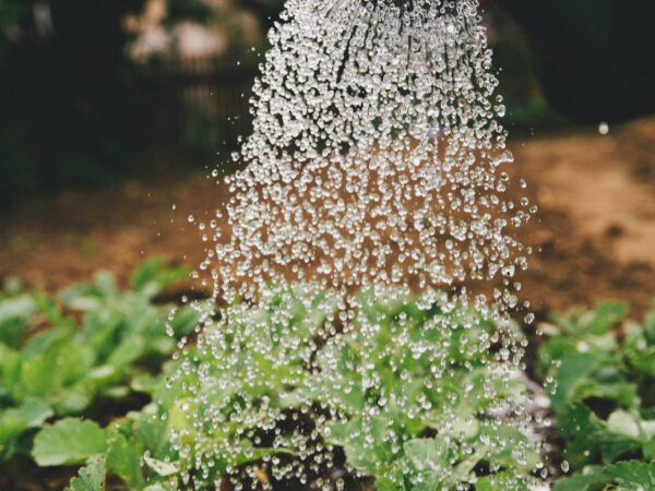 「季節で変わる水やり」を知る。はじめての観葉植物生活で最初につまずく「水の加減」を、春夏秋冬から学ぶ入門ガイド