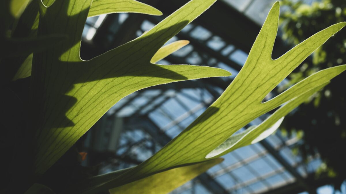 コウモリランと暮らす。「羽を広げた着生植物」が日本の部屋に持ち込む、森の湿度と壁面グリーンの全ガイド