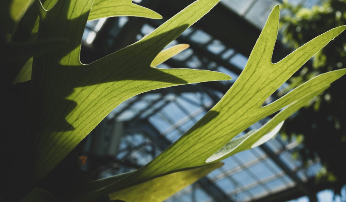 コウモリランと暮らす。「羽を広げた着生植物」が日本の部屋に持ち込む、森の湿度と壁面グリーンの全ガイド