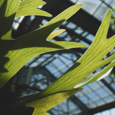 コウモリランと暮らす。「羽を広げた着生植物」が日本の部屋に持ち込む、森の湿度と壁面グリーンの全ガイド