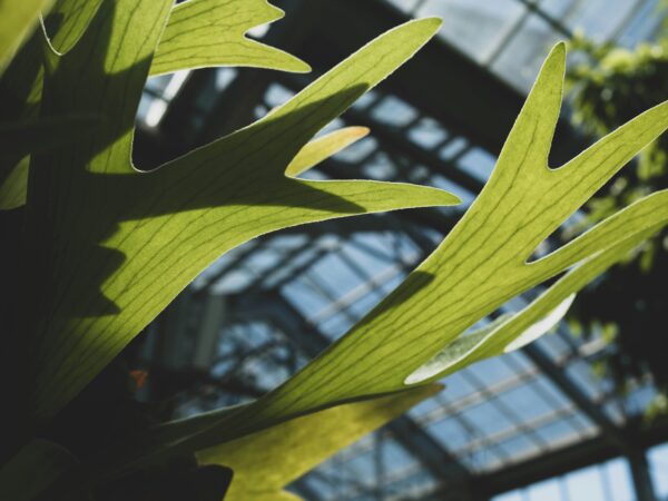 コウモリランと暮らす。「羽を広げた着生植物」が日本の部屋に持ち込む、森の湿度と壁面グリーンの全ガイド