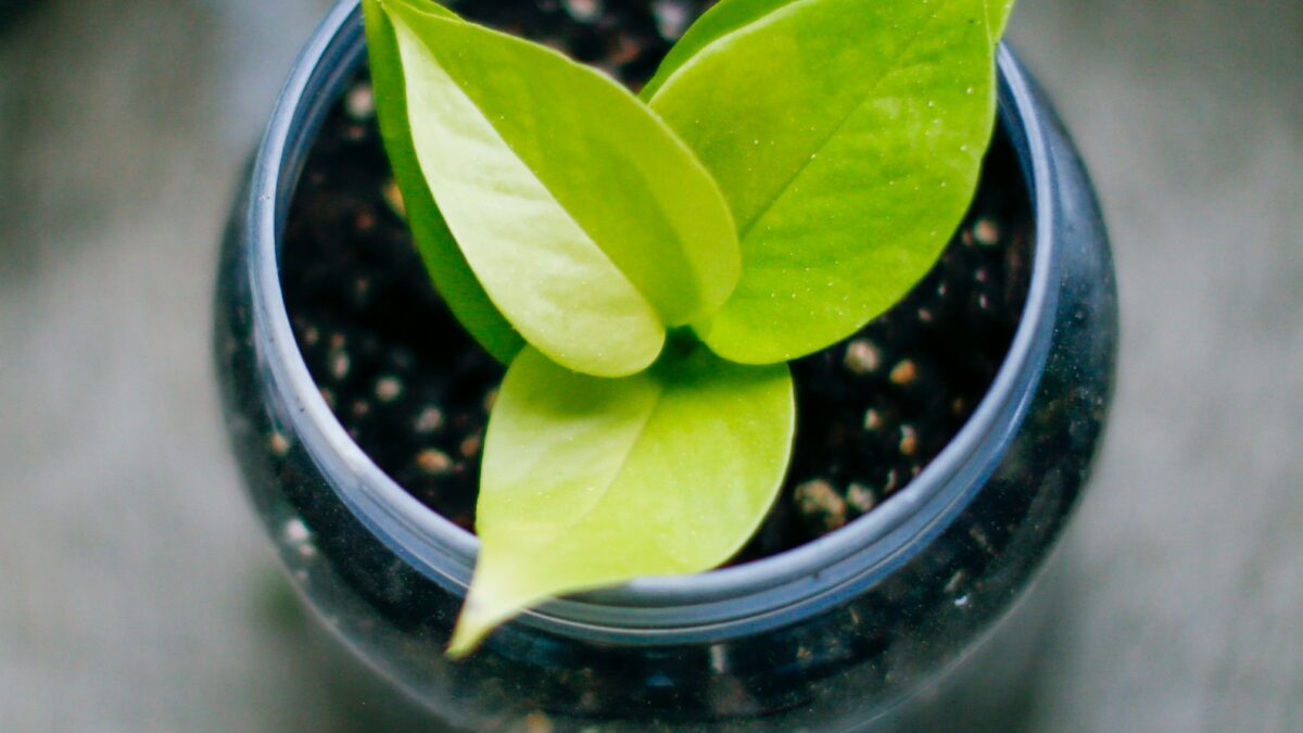 光・水・置き場所より前に知っておきたい。はじめての観葉植物生活を「失敗しない習慣」から始めるための入門ガイド