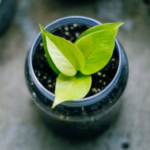 光・水・置き場所より前に知っておきたい。はじめての観葉植物生活を「失敗しない習慣」から始めるための入門ガイド