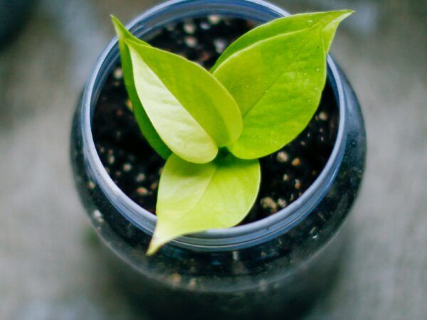 光・水・置き場所より前に知っておきたい。はじめての観葉植物生活を「失敗しない習慣」から始めるための入門ガイド