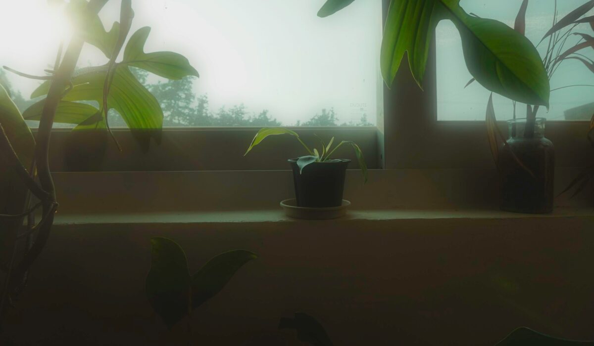 「素材・質感・物語」で組み立てる植物スタイリング。テクスチャーの対比が、インスタグラムの一枚に深みと個性をもたらす話