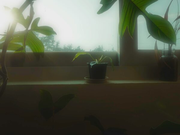 「素材・質感・物語」で組み立てる植物スタイリング。テクスチャーの対比が、インスタグラムの一枚に深みと個性をもたらす話